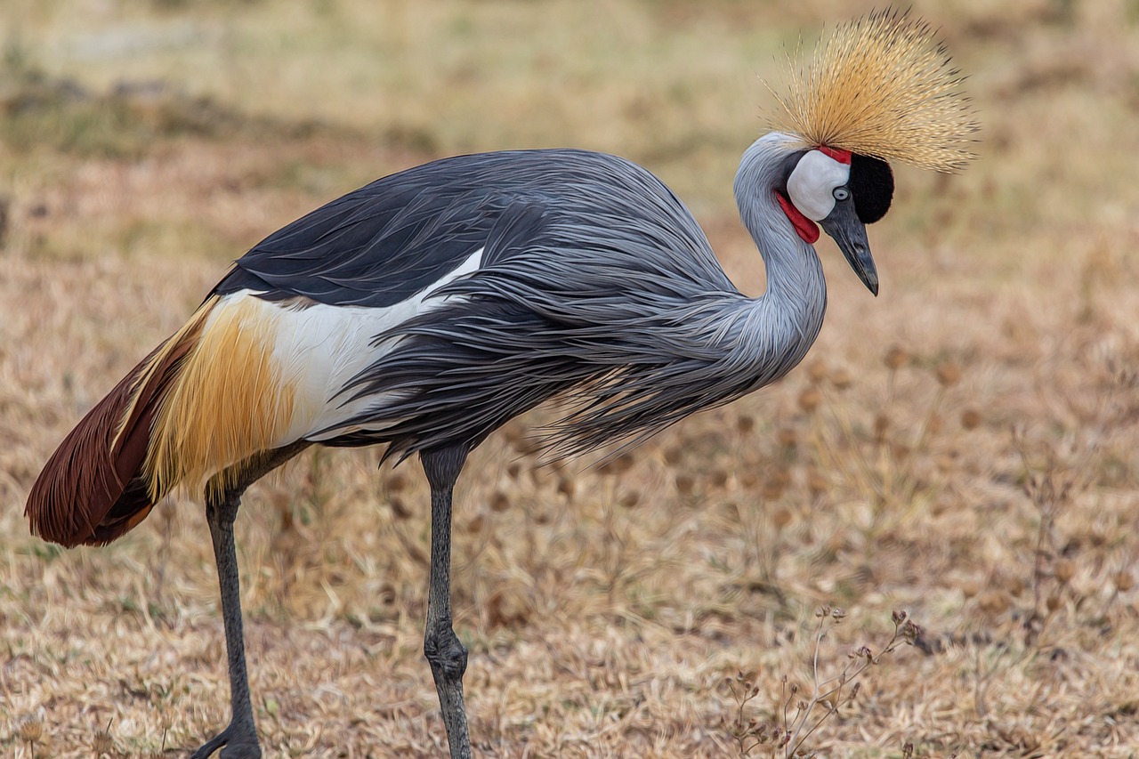 Wildlife Watching in the Everglades National Park